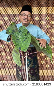 Malay Man In Baju Melayu With Beautiful Green Pattern On Mojito Elephant Ear Plant Colocasia
