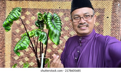 Malay Man With Colocasia Pharaoh Mask.  Colocasia Pharaoh Mask Is Aquatic Plant Close Up,colocasia Esculenta,tropical Plant In Rain Forest