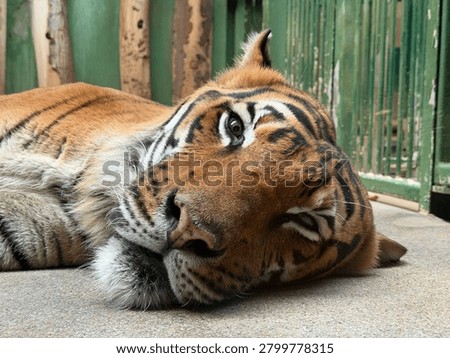 Malay tiger face from up close 