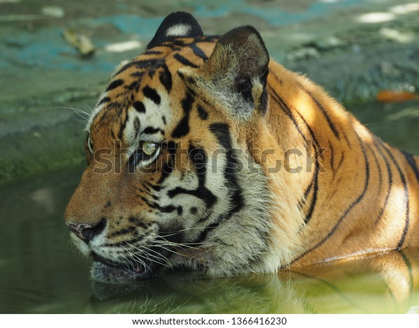 Malay Tiger Glaring Prey Water Stock Photo Edit Now 1366416230