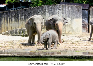 Malaya Elephant Family In Zoo