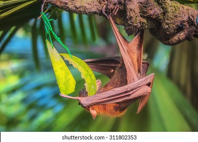 Large fruit bat Images, Stock Photos & Vectors | Shutterstock