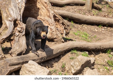 Malayan Bear Helarctos Malayanus Smallest Species Stock Photo ...