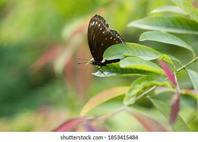 Malayan Eggfly (Hypolimnas Anomala) Butterfly Rest On A Leaf