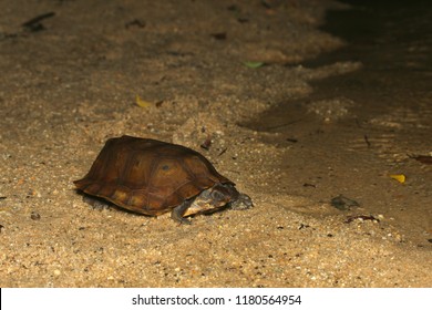 Notochelys Images, Stock Photos & Vectors | Shutterstock