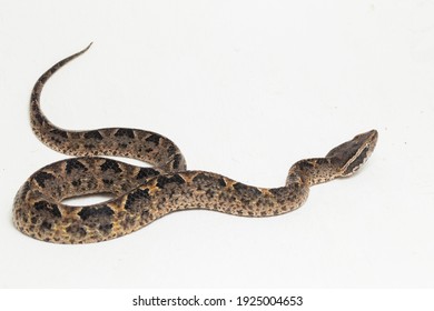 Malayan ground pit viper snake, Calloselasma rhodostoma isolated on white background
