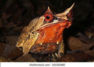 Malayan Horned Frog (Megophrys nasuta) in the jungles of Borneo. AKA Long Nosed Horned Frog / Malayan Leaf Frog. It is restricted to rainforests of Thailand & Malaysia to Singapore, Sumatra & Borneo.