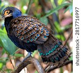 Malayan peacock pheasant polyplectron malacense with blue green ocelli spots perched on branch