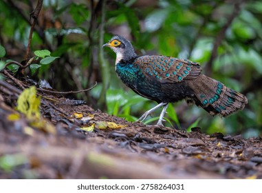 The Malayan peacock-pheasant (Polyplectron malacense) is a medium-sized pheasant of the galliform family Phasianidae. Their plumage is generally pale brown with small black spots and bands all over