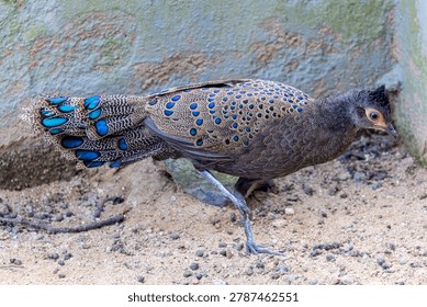The Malayan peacock-pheasant (Polyplectron malacense) is a medium-sized pheasant of the galliform family Phasianidae.
Their plumage is generally pale brown with small black spots and bands all over,