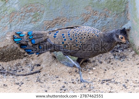 The Malayan peacock-pheasant (Polyplectron malacense) is a medium-sized pheasant of the galliform family Phasianidae.
Their plumage is generally pale brown with small black spots and bands all over,