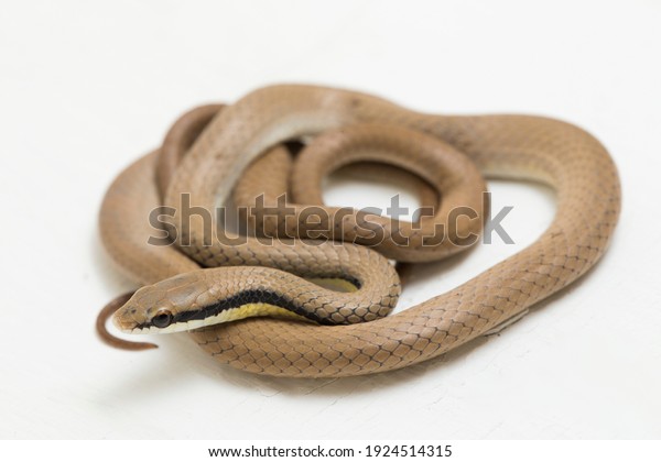 Malayan Ringneck Snake Liopeltis Tricolor Isolated Stock Photo ...