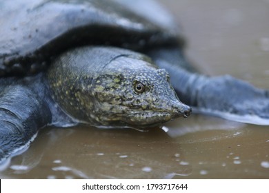 Malayan Softshell Turtle Is Found In Brunei, Indonesia, Java, Kalimantan, Malaysia, Myanmar, The Philippines, Sabah, Sarawak, Singapore, And Sumatra. 