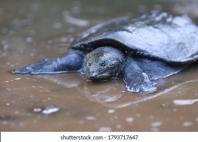 Malayan Softshell Turtle Is Found In Brunei, Indonesia, Java, Kalimantan, Malaysia, Myanmar, The Philippines, Sabah, Sarawak, Singapore, And Sumatra. 