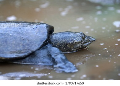 Malayan Softshell Turtle Is Found In Brunei, Indonesia, Java, Kalimantan, Malaysia, Myanmar, The Philippines, Sabah, Sarawak, Singapore, And Sumatra. 