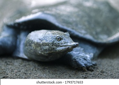 Malayan Softshell Turtle Is Found In Brunei, Indonesia, Java, Kalimantan, Malaysia, Myanmar, The Philippines, Sabah, Sarawak, Singapore, And Sumatra. 