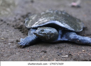 Malayan Softshell Turtle Is Found In Brunei, Indonesia, Java, Kalimantan, Malaysia, Myanmar, The Philippines, Sabah, Sarawak, Singapore, And Sumatra. 