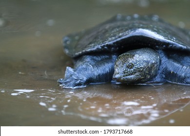 Malayan Softshell Turtle Is Found In Brunei, Indonesia, Java, Kalimantan, Malaysia, Myanmar, The Philippines, Sabah, Sarawak, Singapore, And Sumatra. 