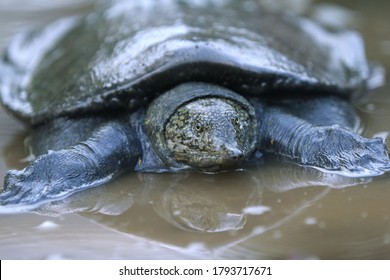 Malayan Softshell Turtle Is Found In Brunei, Indonesia, Java, Kalimantan, Malaysia, Myanmar, The Philippines, Sabah, Sarawak, Singapore, And Sumatra. 