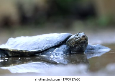 Malayan Softshell Turtle Is Found In Brunei, Indonesia, Java, Kalimantan, Malaysia, Myanmar, The Philippines, Sabah, Sarawak, Singapore, And Sumatra. 