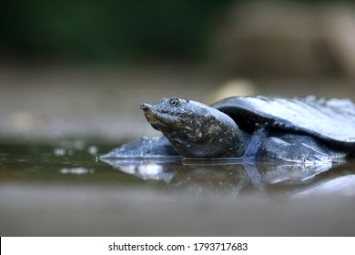 Malayan Softshell Turtle Is Found In Brunei, Indonesia, Java, Kalimantan, Malaysia, Myanmar, The Philippines, Sabah, Sarawak, Singapore, And Sumatra. 