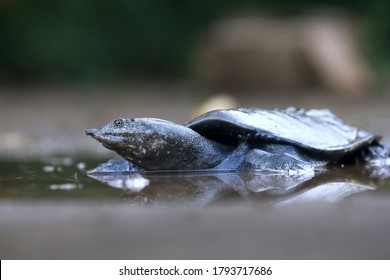 Malayan Softshell Turtle Is Found In Brunei, Indonesia, Java, Kalimantan, Malaysia, Myanmar, The Philippines, Sabah, Sarawak, Singapore, And Sumatra. 