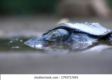 Malayan Softshell Turtle Is Found In Brunei, Indonesia, Java, Kalimantan, Malaysia, Myanmar, The Philippines, Sabah, Sarawak, Singapore, And Sumatra. 