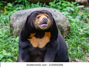 Malayan Sun Bear