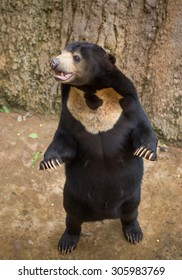 Malayan Sun Bear.