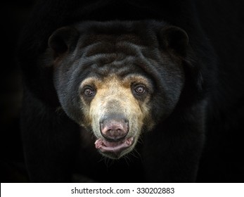 Malayan Sun Bear.