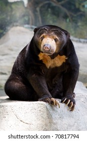 Malayan Sun Bear