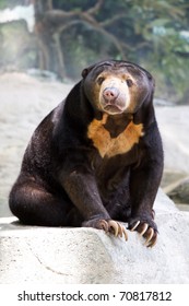 Malayan Sun Bear