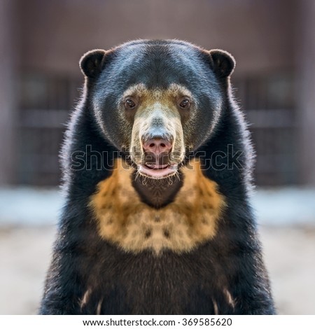 Malayan sun bear.