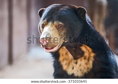 Malayan sun bear.
