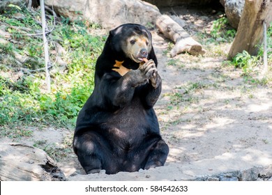 Sun Bear Images, Stock Photos & Vectors | Shutterstock