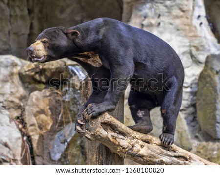 Malayan sun bear, Helarctos malayanus, climbs the trunk