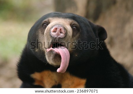 Malayan sun bear (Helarctos malayanus) showing its long tongue. 