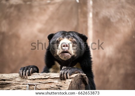Malayan Sun Bear (Helarctos malayanus)