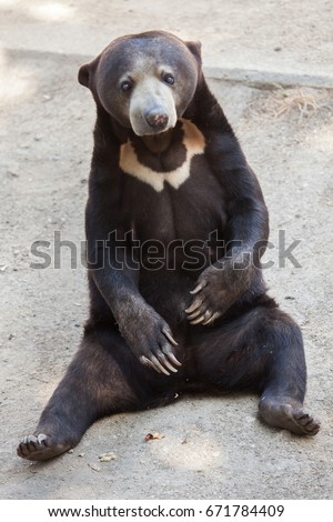 Malayan sun bear (Helarctos malayanus). 