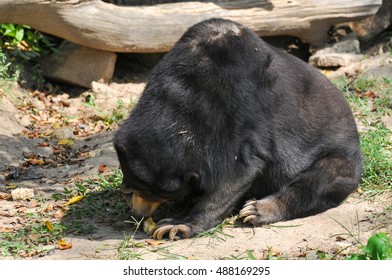 Malayan Sun Bear Honey Bea Stock Photo 488169295 | Shutterstock