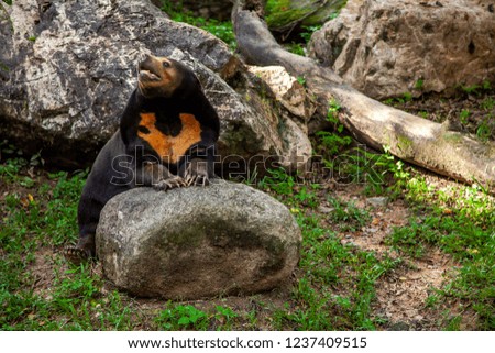Malayan Sun Bear or honey bear (Helarctos malayanus) Sitting down with stones on the ground in a wildlife sanctuary.