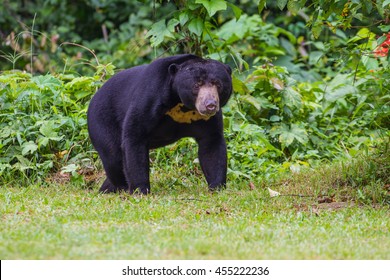 250 Ursus Malayanus Images, Stock Photos & Vectors | Shutterstock