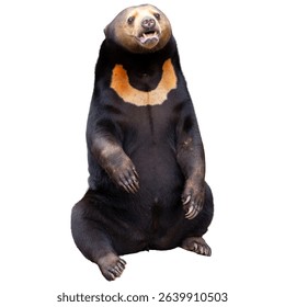 a malayan sun bear isolated on white background