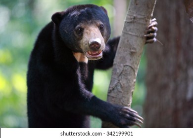 Malayan Sun Bear On Tree, Sepilok, Borneo, Malaysia 