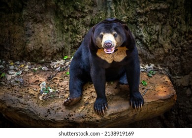 Malayan Sun Bear was resting on a rock.