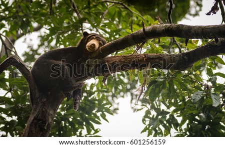 Malayan sun bear resting on a tree, with a tired and depressed look on its face. Sepilok, Borneo, Malaysia