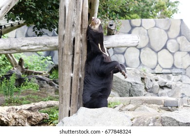 Malayan Sun Bear Scratching Its Back