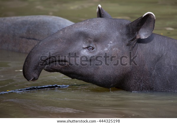 Malayan Tapir Asian 库存照片 立即编辑