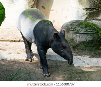 Malayan Tapir Or Asian Tapir Standing On The Ground