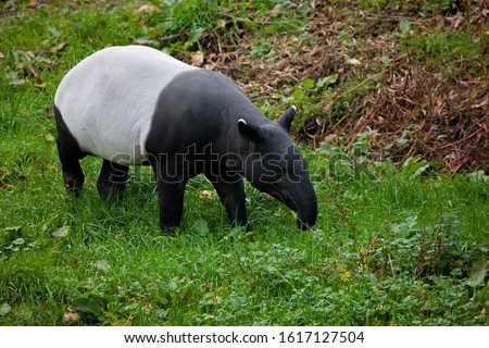 Malayan Tapir, tapirus indicus, Adult  Stock photo © 